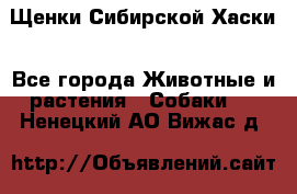 Щенки Сибирской Хаски - Все города Животные и растения » Собаки   . Ненецкий АО,Вижас д.